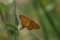 Idaea flaveolaria