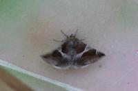 Dysgonia algira