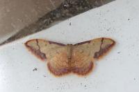 Idaea ostrinaria