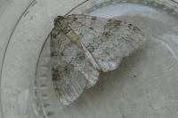 Epirrita