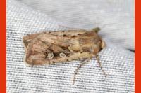 Euxoa eruta/nigrofusca/tritici