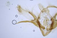 Euxoa eruta/nigrofusca/tritici