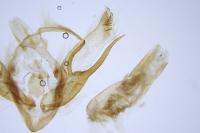 Euxoa eruta/nigrofusca/tritici