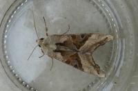 Phlogophora meticulosa