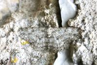Hypomecis punctinalis