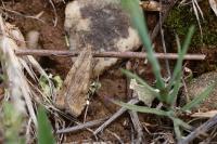 Nomophila noctuella