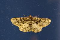Peribatodes ilicaria ilicaria