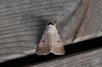 Lygephila craccae
