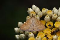 Sitochroa verticalis