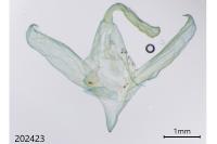 Amphipyra pyramidea