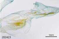 Amphipyra pyramidea