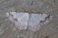 Scopula decorata