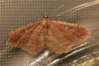 Nycterosea obstipata
