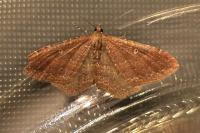 Nycterosea obstipata