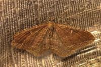 Nycterosea obstipata