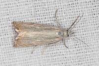 Chrysoteuchia culmella