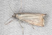 Chrysoteuchia culmella