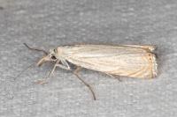 Chrysoteuchia culmella