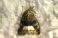 Deltote pygarga