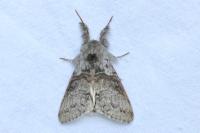 Calliteara pudibunda