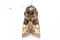 Euplexia lucipara