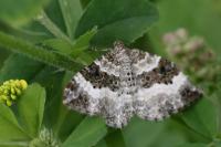 Epirrhoe alternata