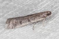 Ephestia disparella