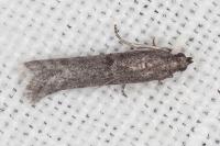 Ephestia disparella