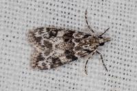 Eudonia delunella