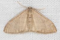 Idaea