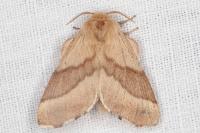 Malacosoma neustria