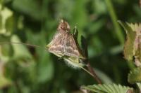 Pyrausta aerealis