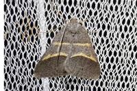 Perigune convergata
