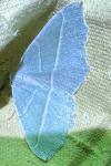 Campaea margaritaria