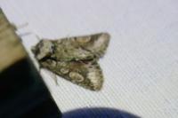 Allophyes oxyacanthae