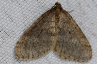 Operophtera brumata