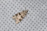 Eudonia delunella