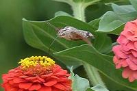 Macroglossum stellatarum