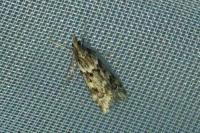 Eudonia angustea