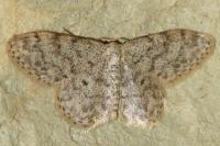 Idaea alyssumata/typicata