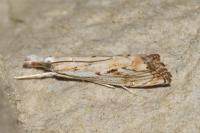 Catoptria falsella
