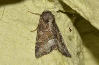 Oligia