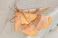 Selenia lunularia