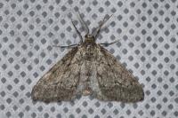 Tephronia sepiaria