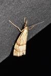 Chrysocrambus