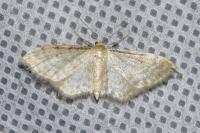 Idaea fuscovenosa