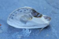 Cilix glaucata