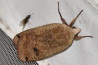 Noctua pronuba