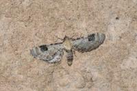 Eupithecia centaureata