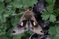 Autographa aemula